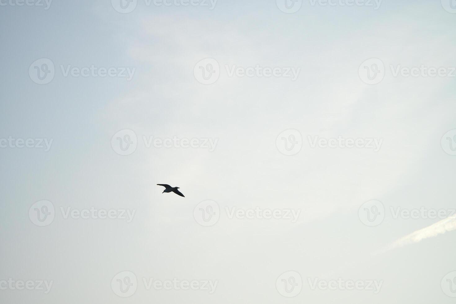Seagulls glide gracefully through the clear sky, accompanied by clouds. photo