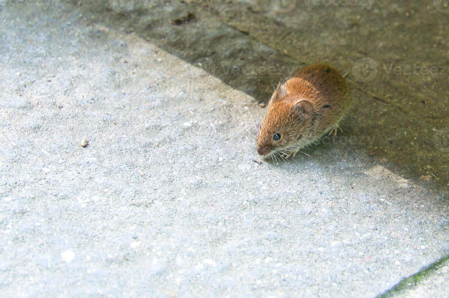 Small rodent, mouse, on gray background.animal photography photo