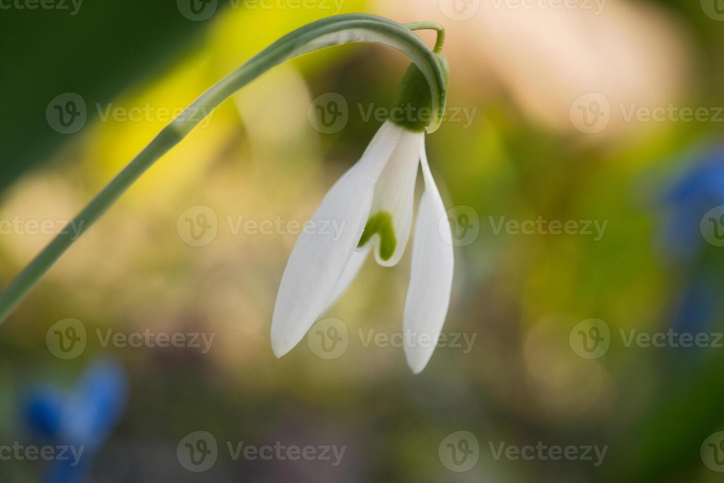 Delicate snowdrop against a blurred green background. Macro flowers. photo