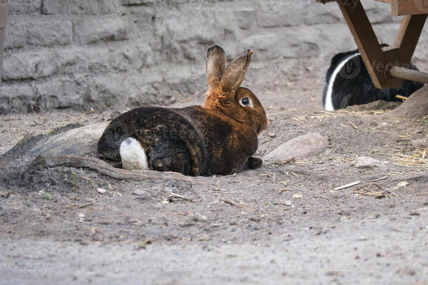 A brown rabbit lies in a hollow in the sandy ground. Its long ears and soft fur photo