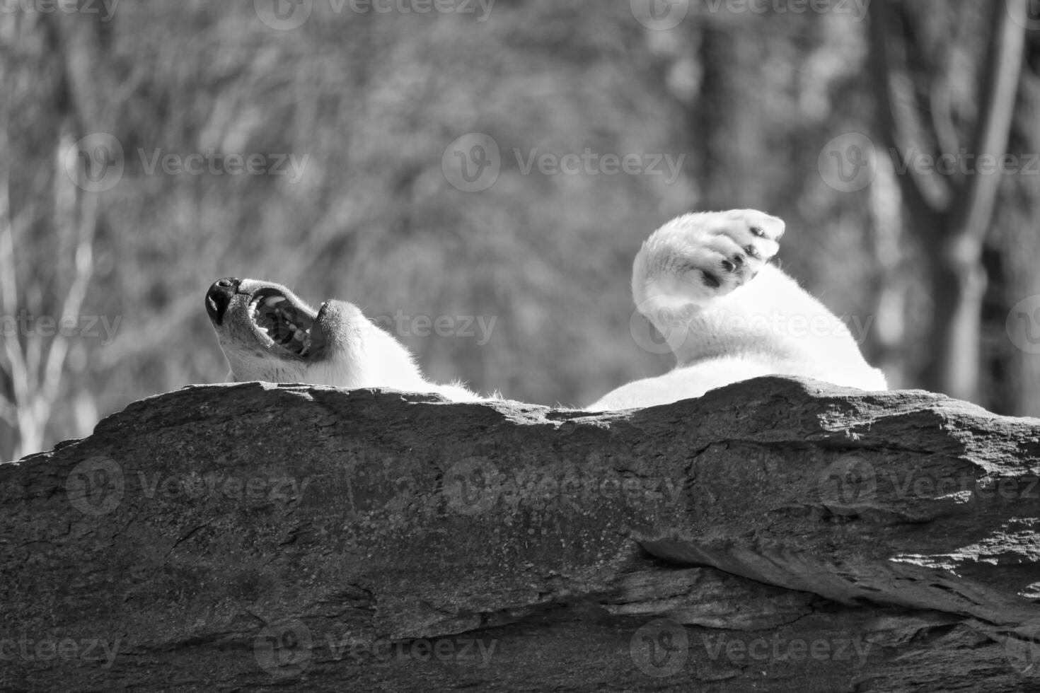 Black and white, a relaxed bar lies on a rock and raises a paw in the air photo