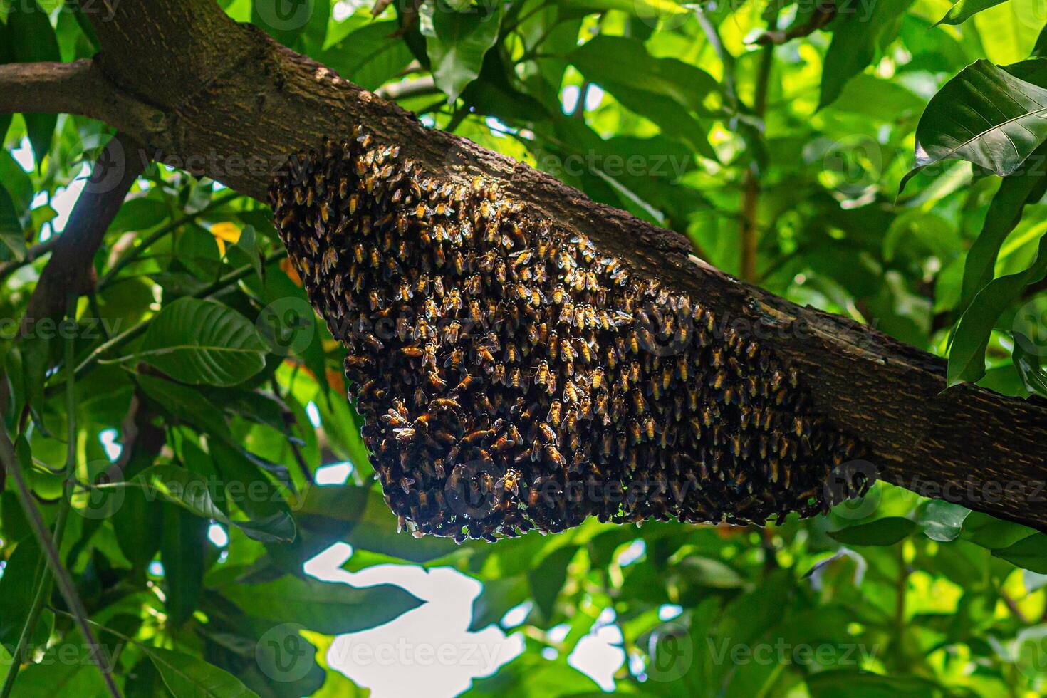 Natural honeycomb on mango tree branch Honeycomb and honey are edible and have health benefits such as fighting infections and improving heart health. photo