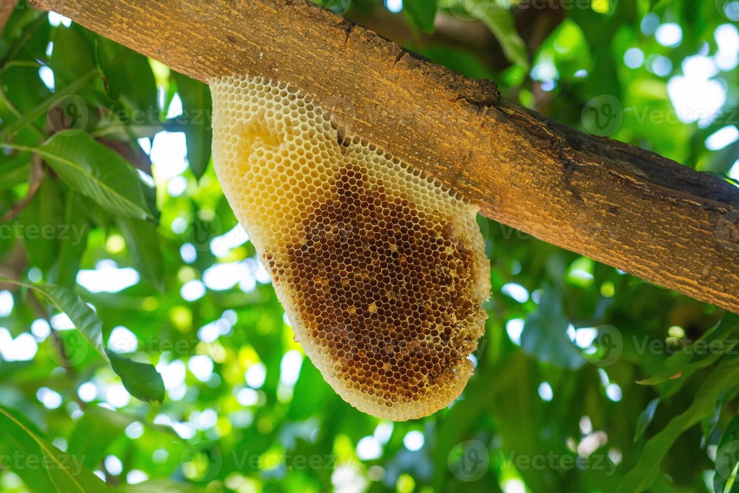 Natural honeycomb on mango tree branch The honeycomb and honey are edible and have health benefits such as fighting infections improving heart health. photo