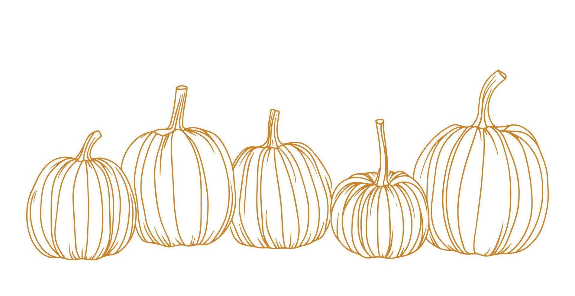 composition of pumpkins. autumn illustration for thanksgiving day. sketch style vector