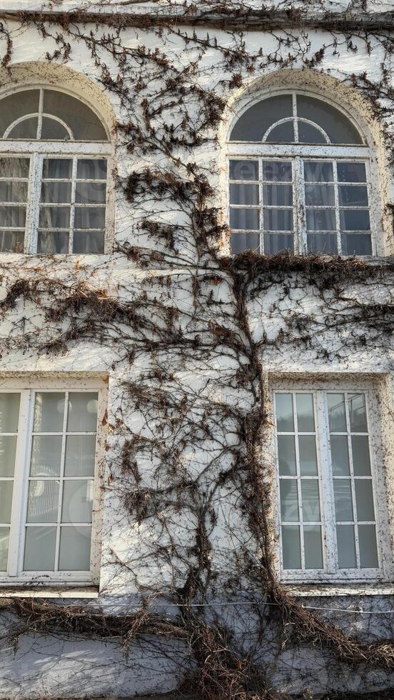 Historic building facade adorned with climbing ivy, nature reclaiming architecture, perfect for Earth Day and urban decay concepts photo