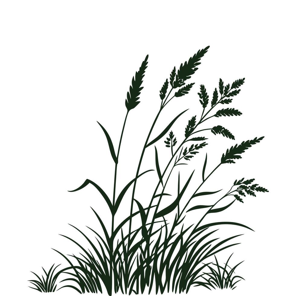 Marsh reed grass Set of swamp cattails bulrush white background vector