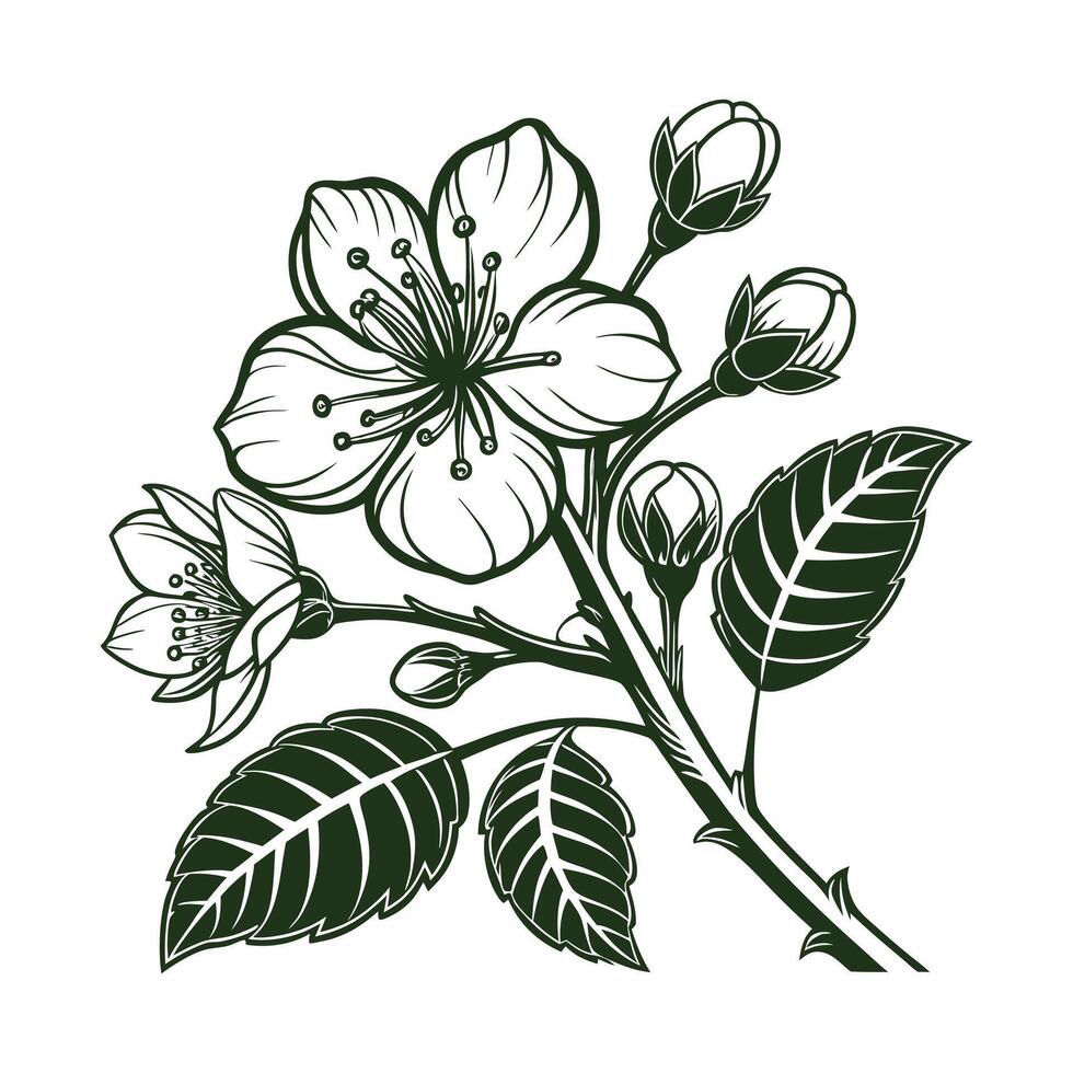 A branch with sakura flowers is handdrawn isolated on a white background vector