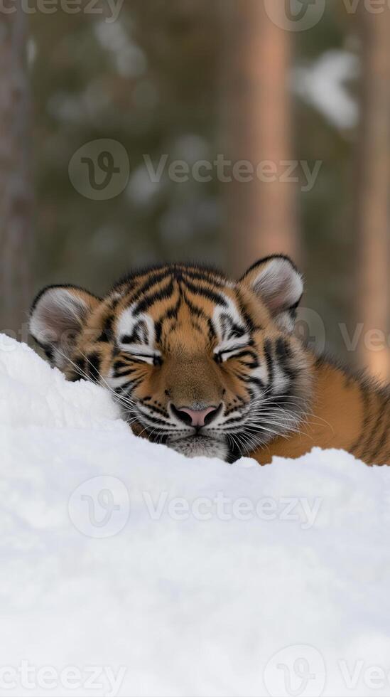 Young Tiger Licking Nose in Dreamy Snowy Forest with Soft Light and Serene Atmosphere photo