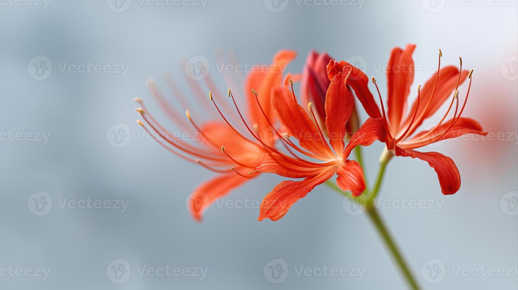 Vibrant Red Flower Petals Displaying Delicate Structure Against Soft Background photo