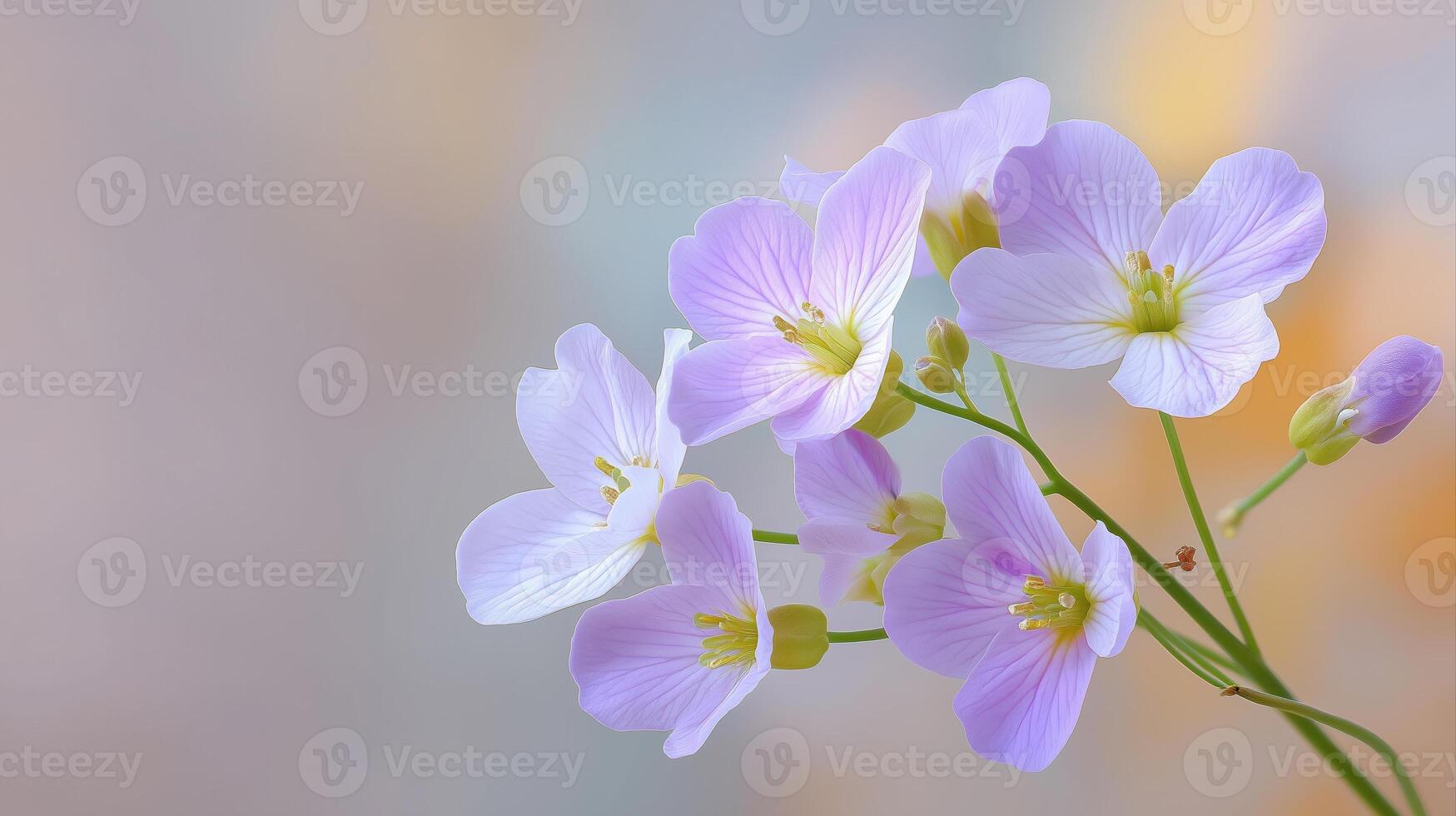 Delicate purple flowers blooming on soft blurred background in spring season photo