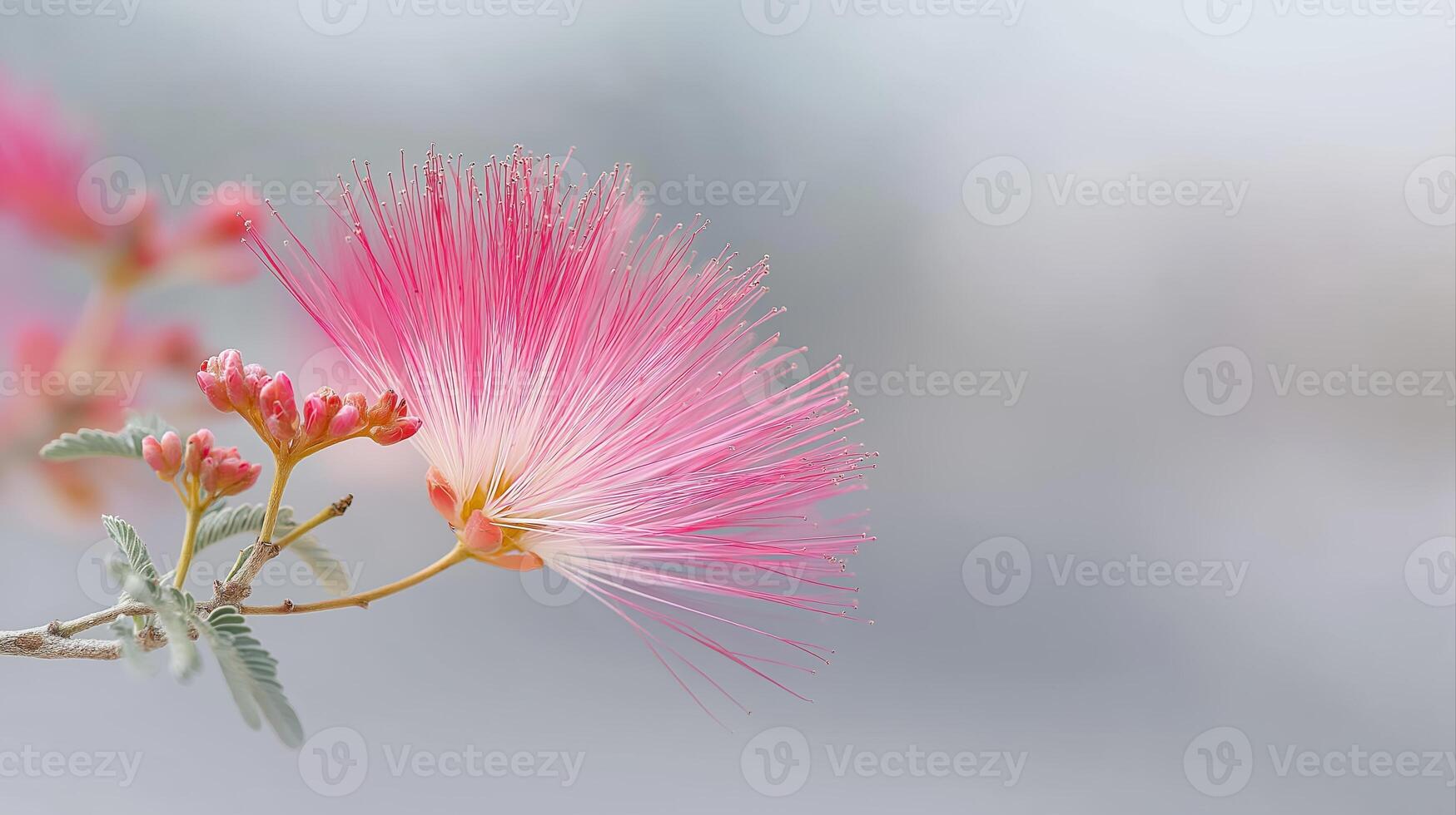 Delicate Pink Flower with Fuzzy Petals Against Soft Blurred Background in Gentle Light photo
