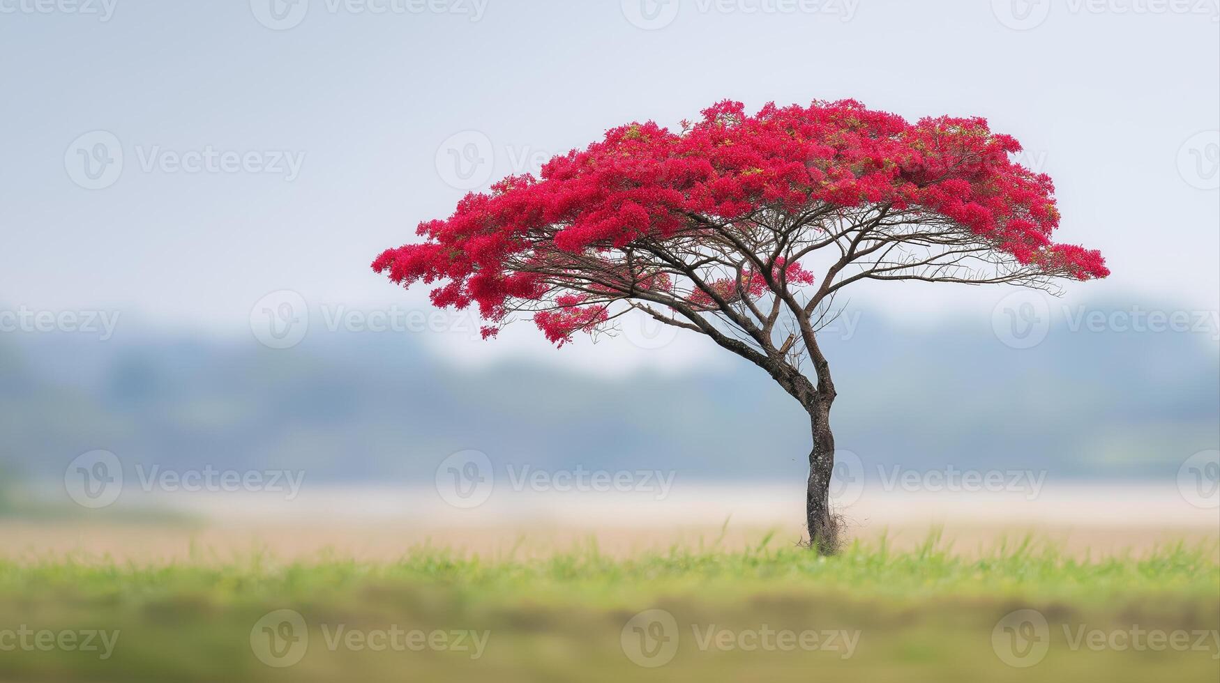 Vibrant Red Flowering Tree Isolated Against Soft Pastel Background in a Serene Landscape photo