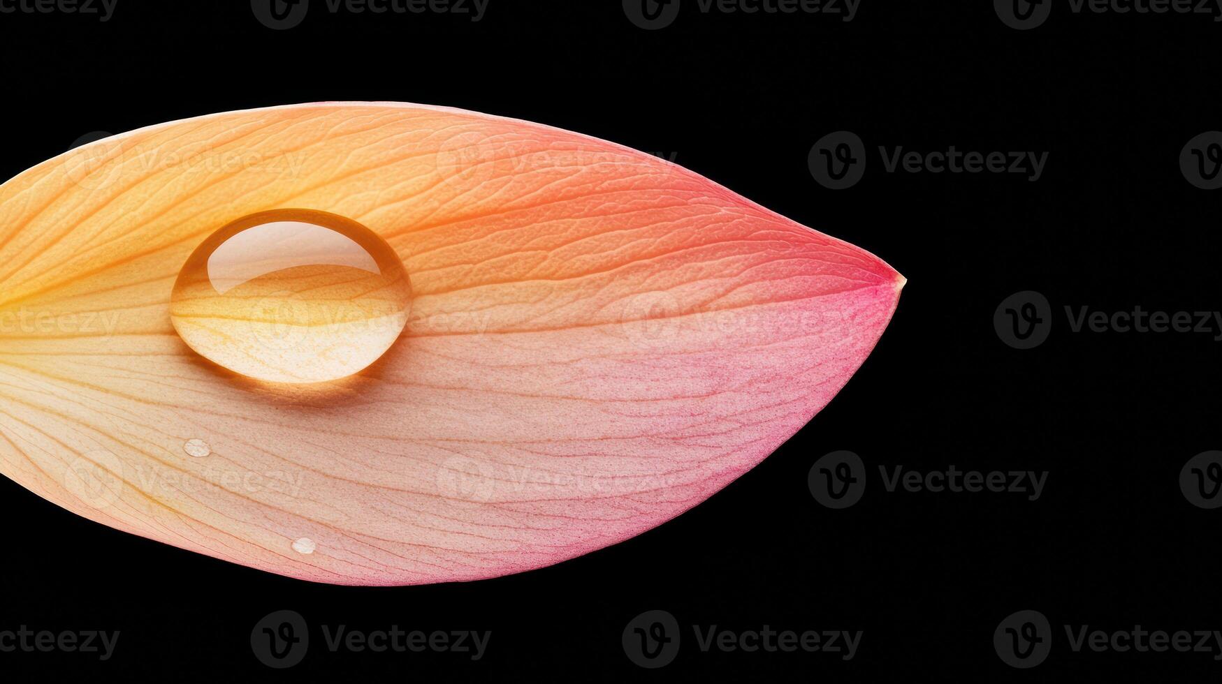 Close-Up of a Raindrop Forming on a Colorful Flower Petal with Soft Lighting photo