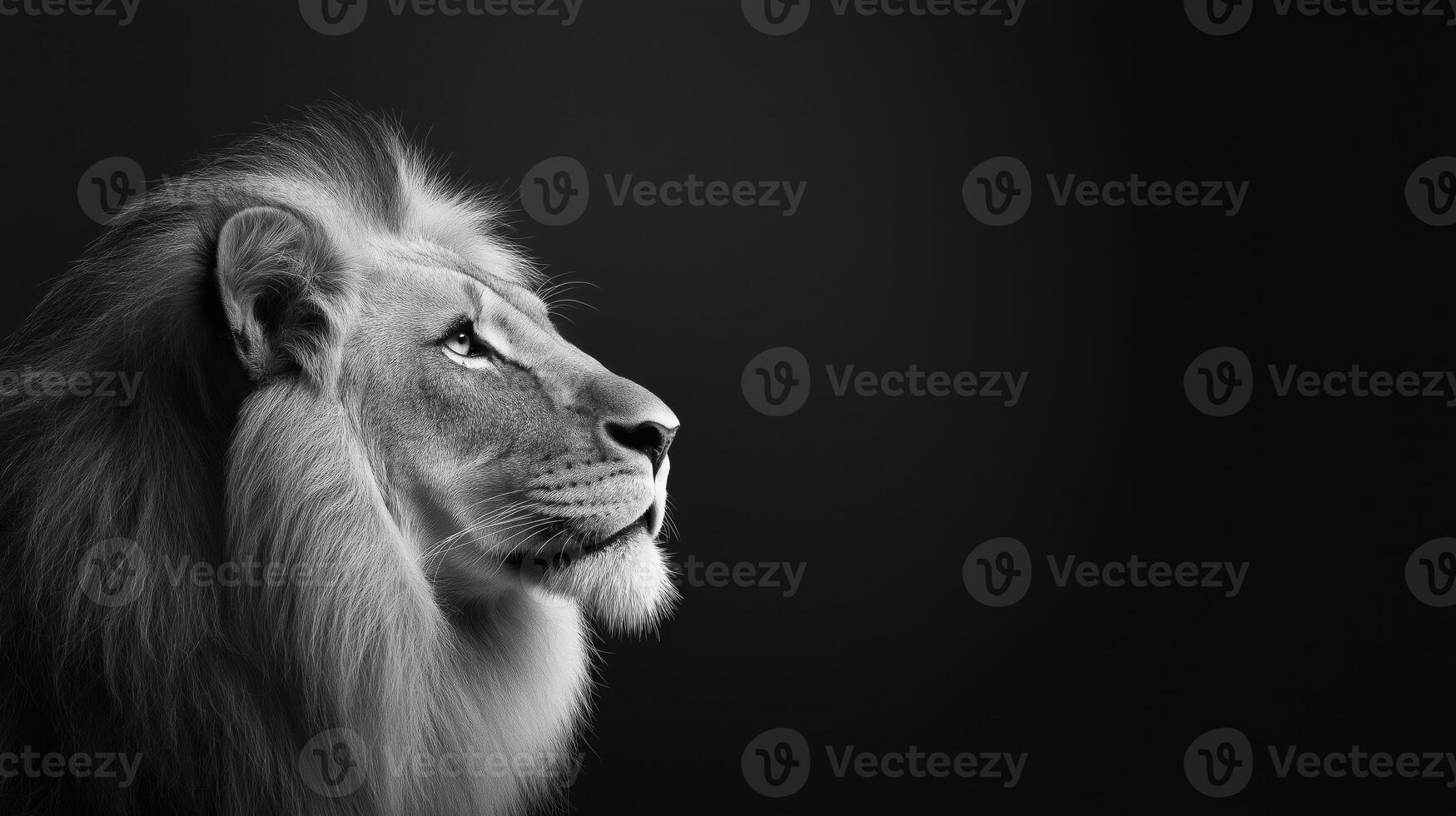 Majestic Lion Profile with Stunning Mane Against Dark Background in Black and White photo