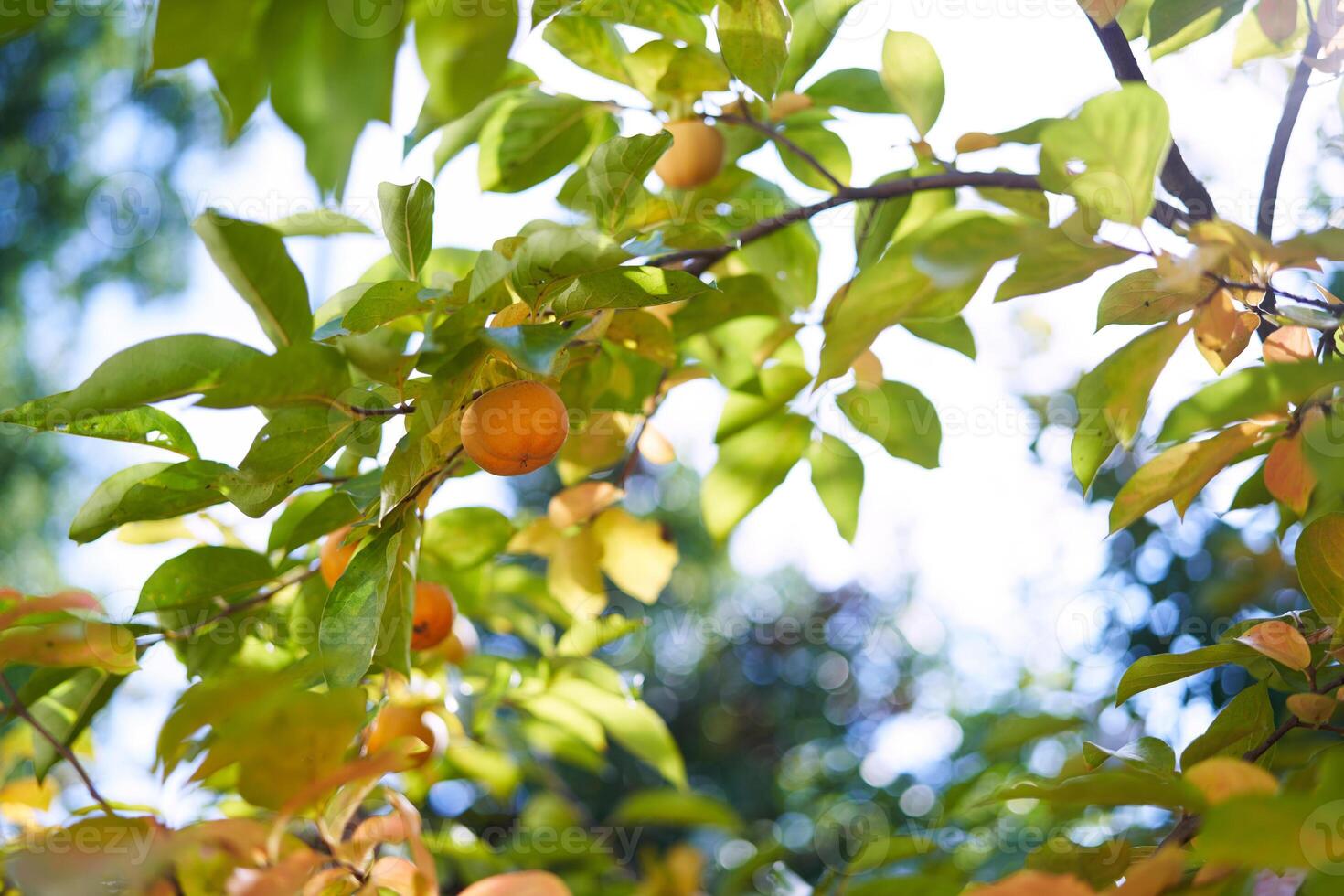 Persimmon ripens on branches in the garden among yellow and green leaves in the sun photo