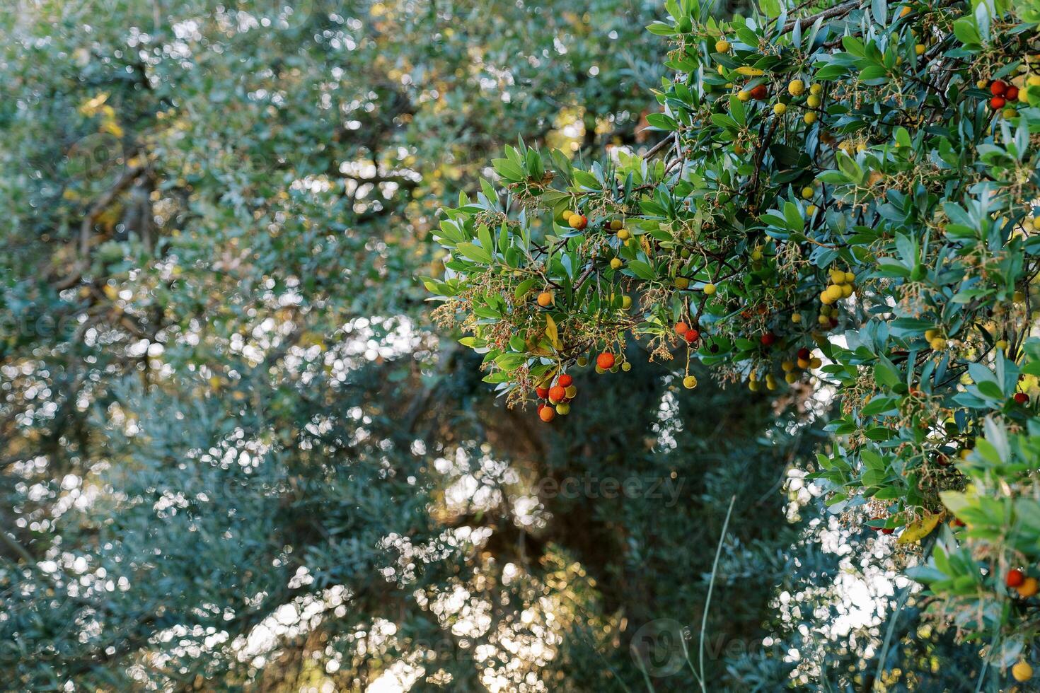 Strawberry tree with yellow and red berries in the garden photo