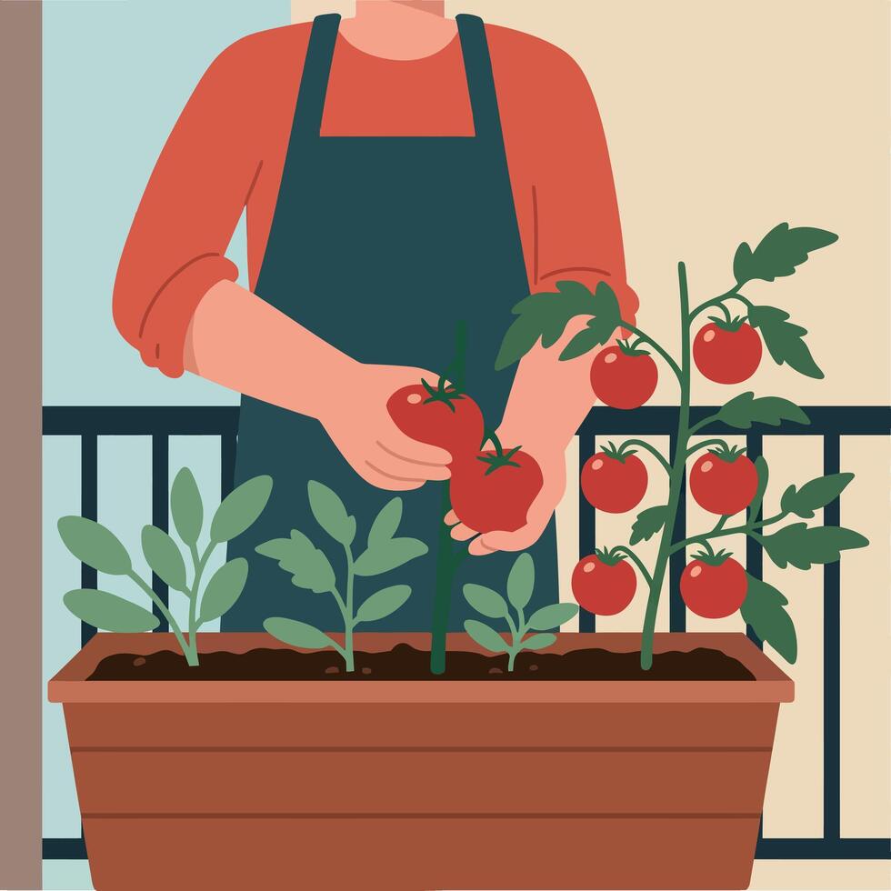 Person harvesting ripe red tomatoes in a flat style urban balcony garden with green leaves illustration vector