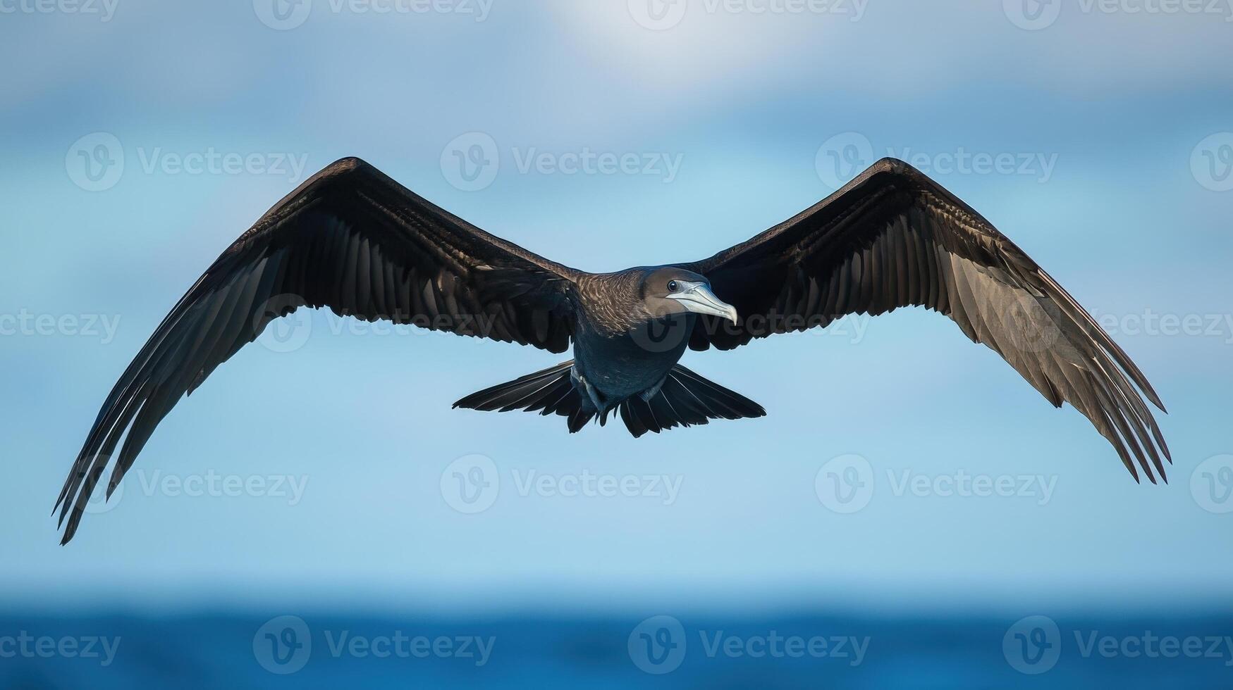 A dark bird with outstretched wings is flying freely photo