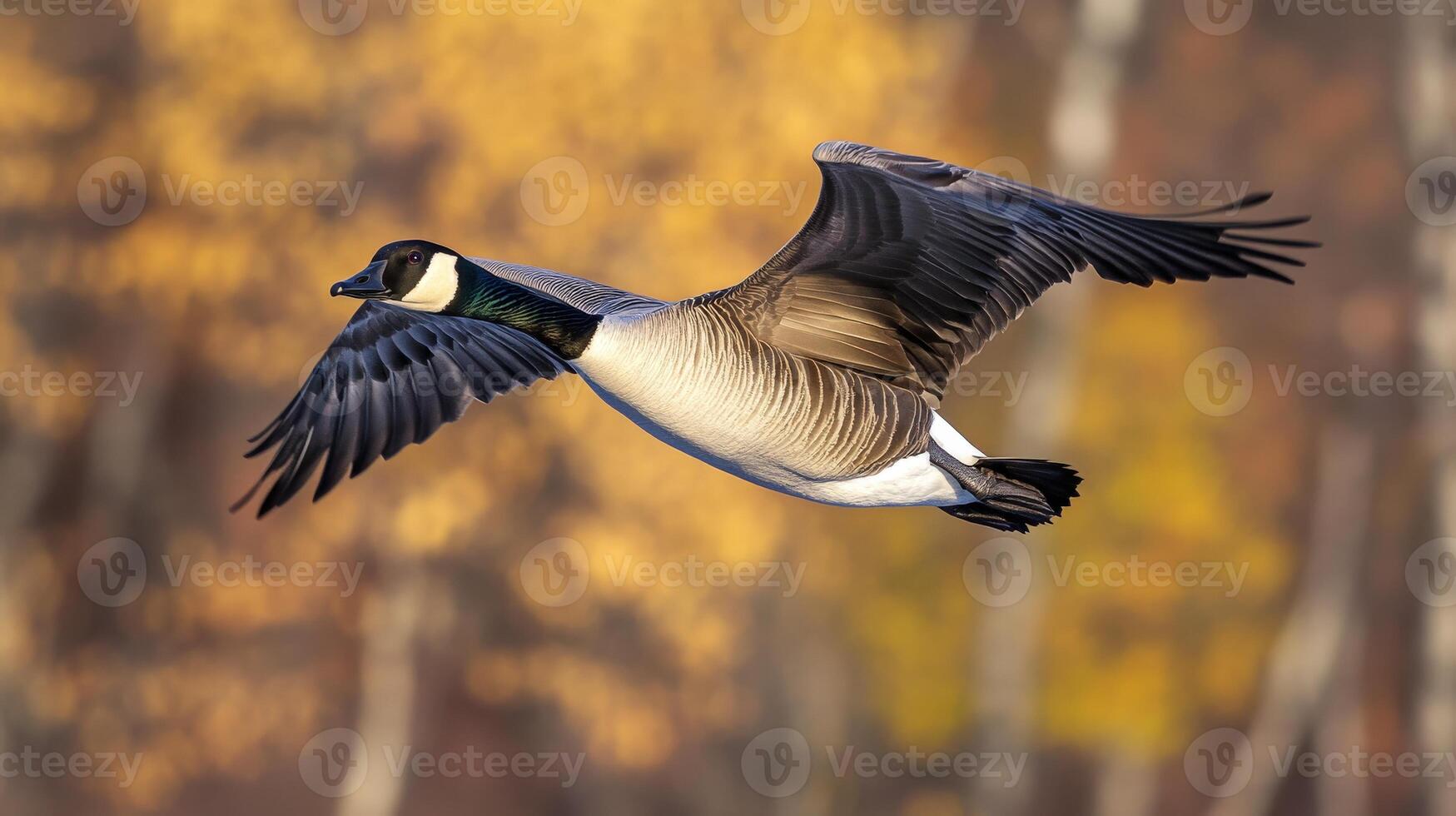 A single goose flying with outstretched wings against autumn colors photo