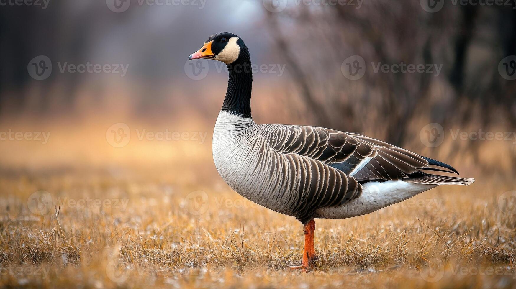 A beautiful goose stands gracefully on a field of grass photo