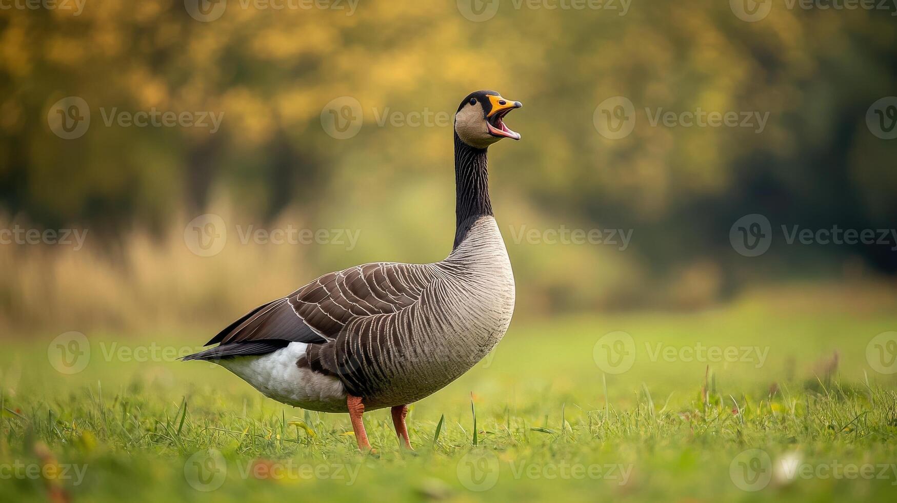 A single goose standing in the grass with its beak open photo