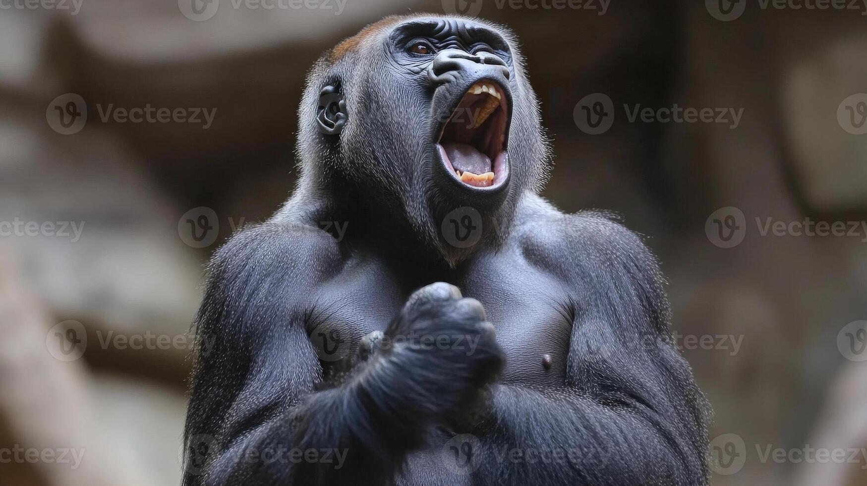 A large gorilla displays its teeth and opens its mouth in awe photo