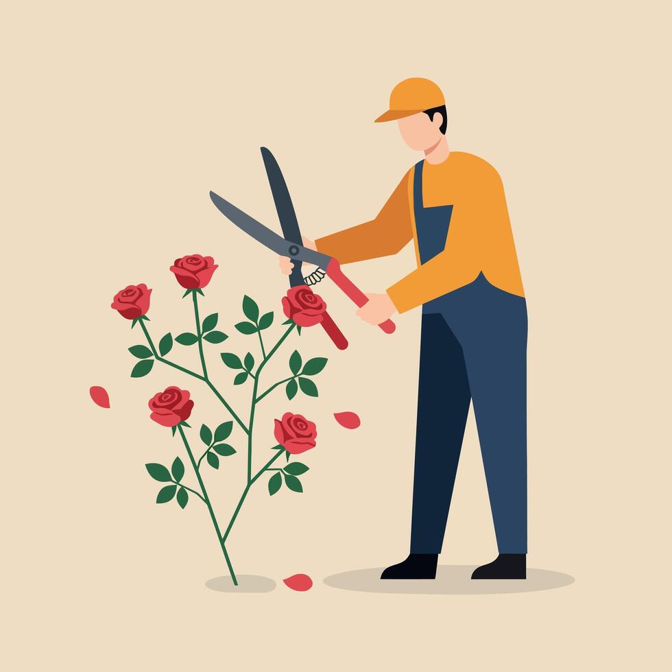 Gardener trimming red rose bush with large scissors in simple flat style illustration vector