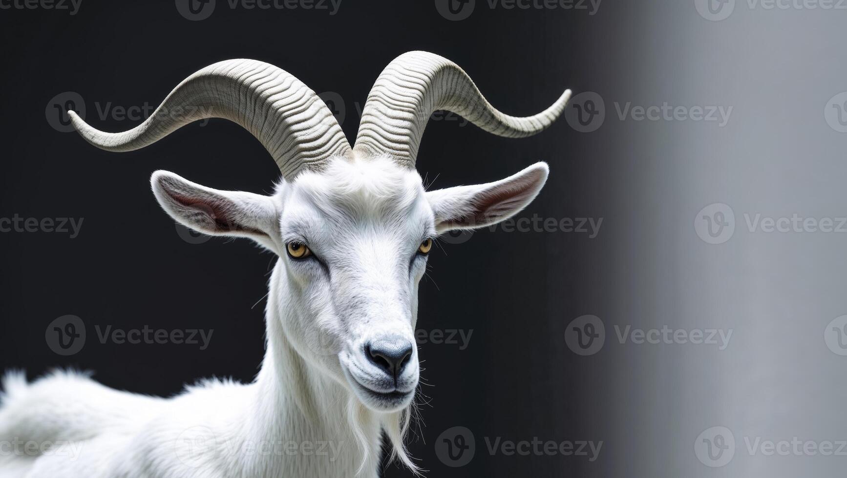 A goat with long horns standing in front of a black background photo