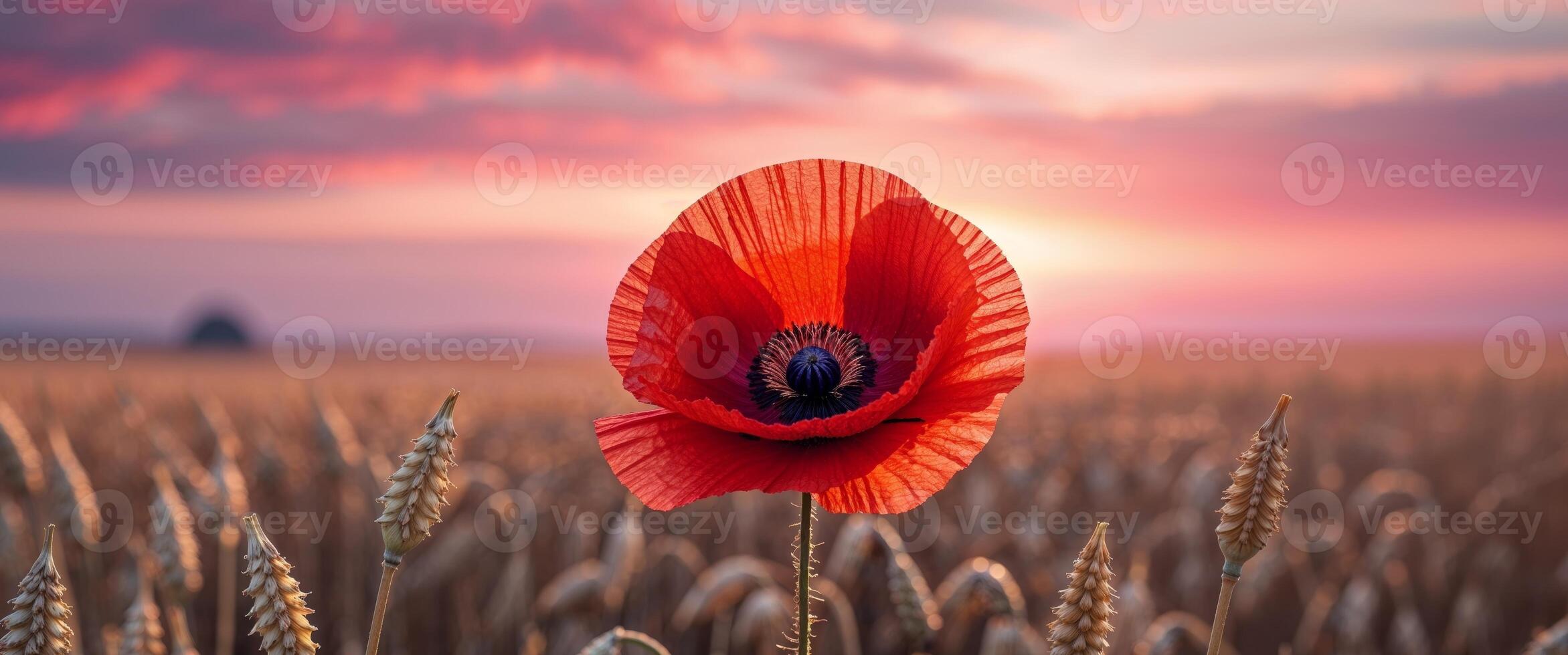 A red poppy is in a field with a sunset photo