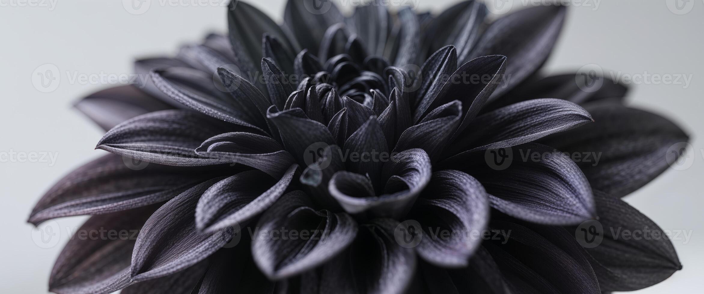 A black flower with dark petals on a white background photo