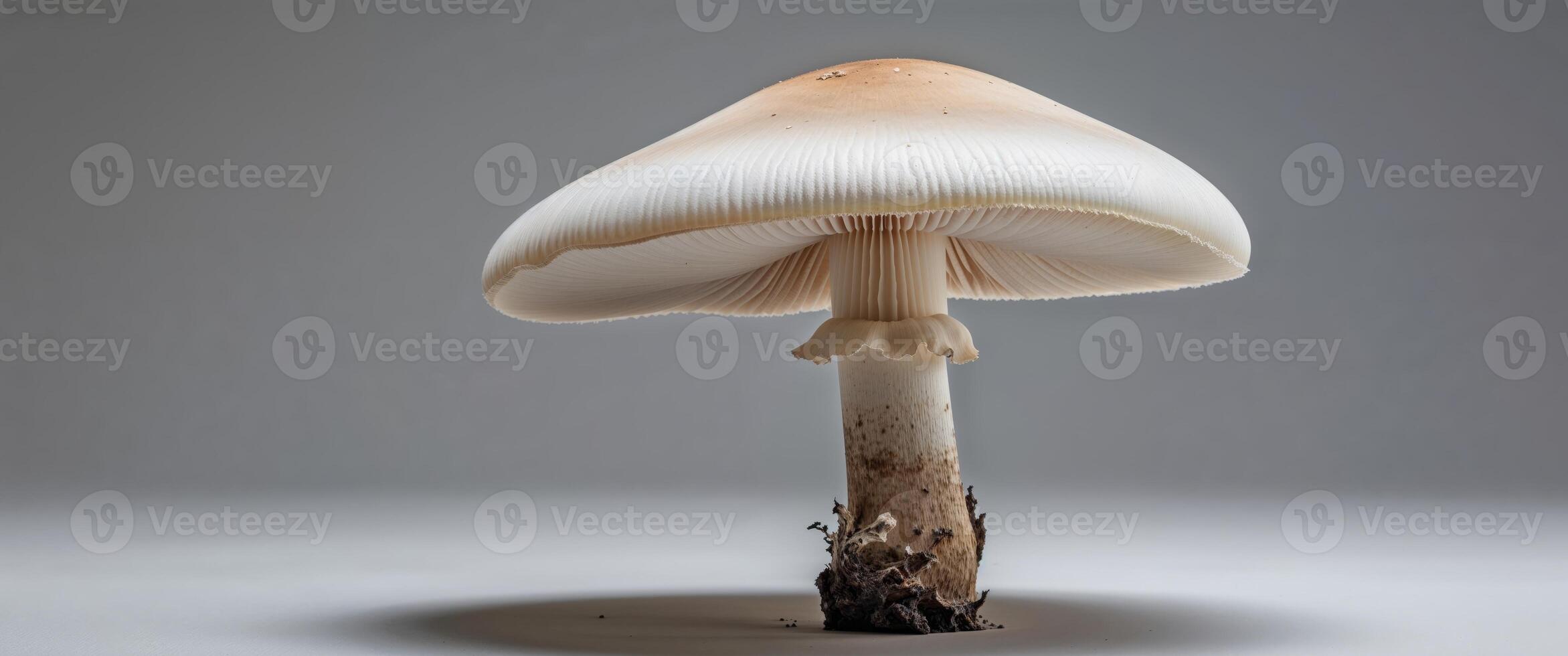 A mushroom with a white cap and brown stem. photo
