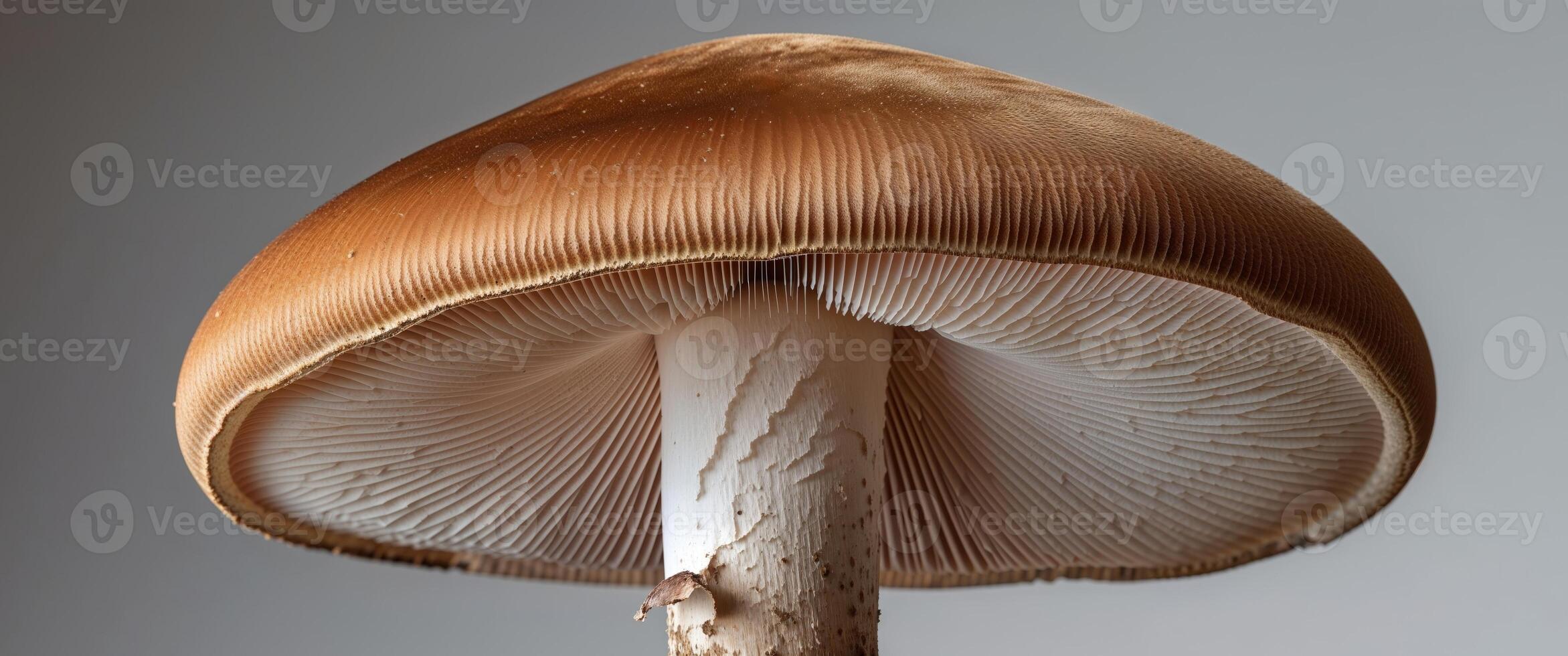 A close up of a mushroom on a stick photo