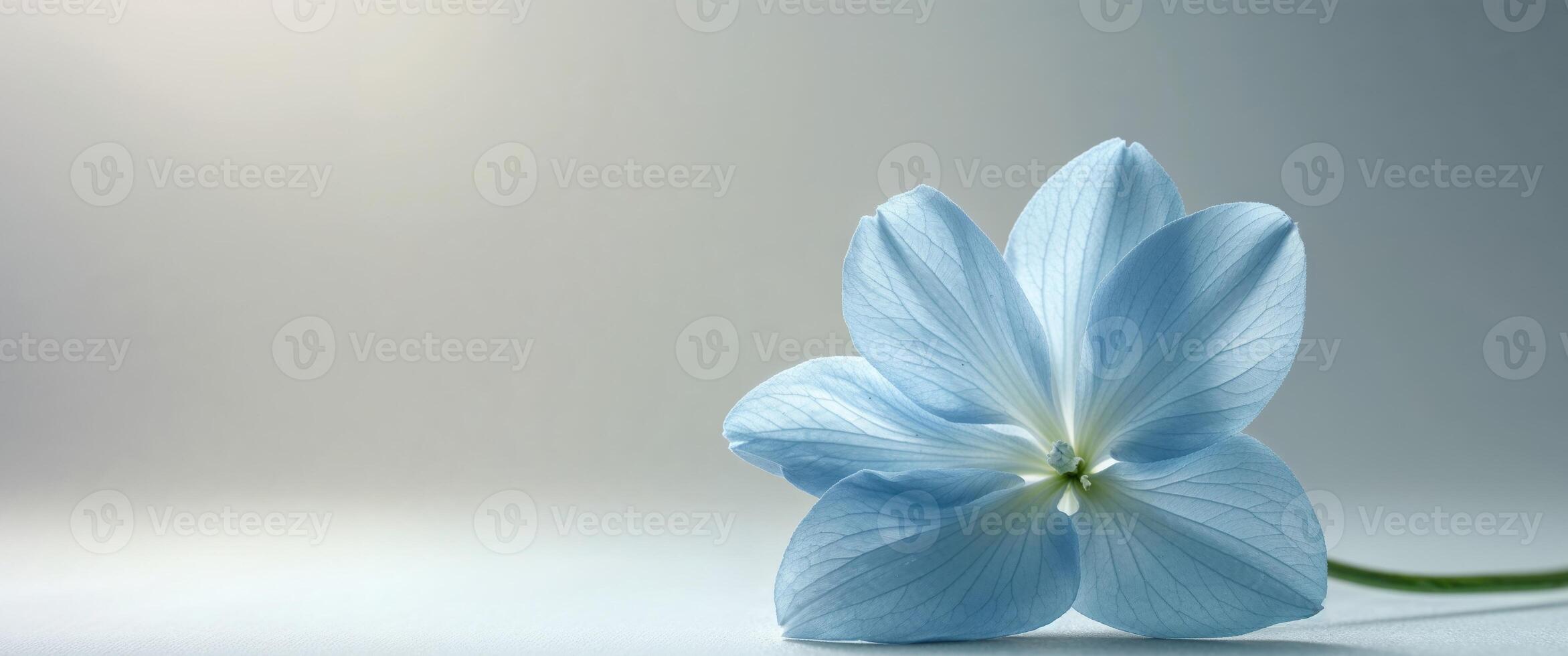 A single blue flower on a gray background photo