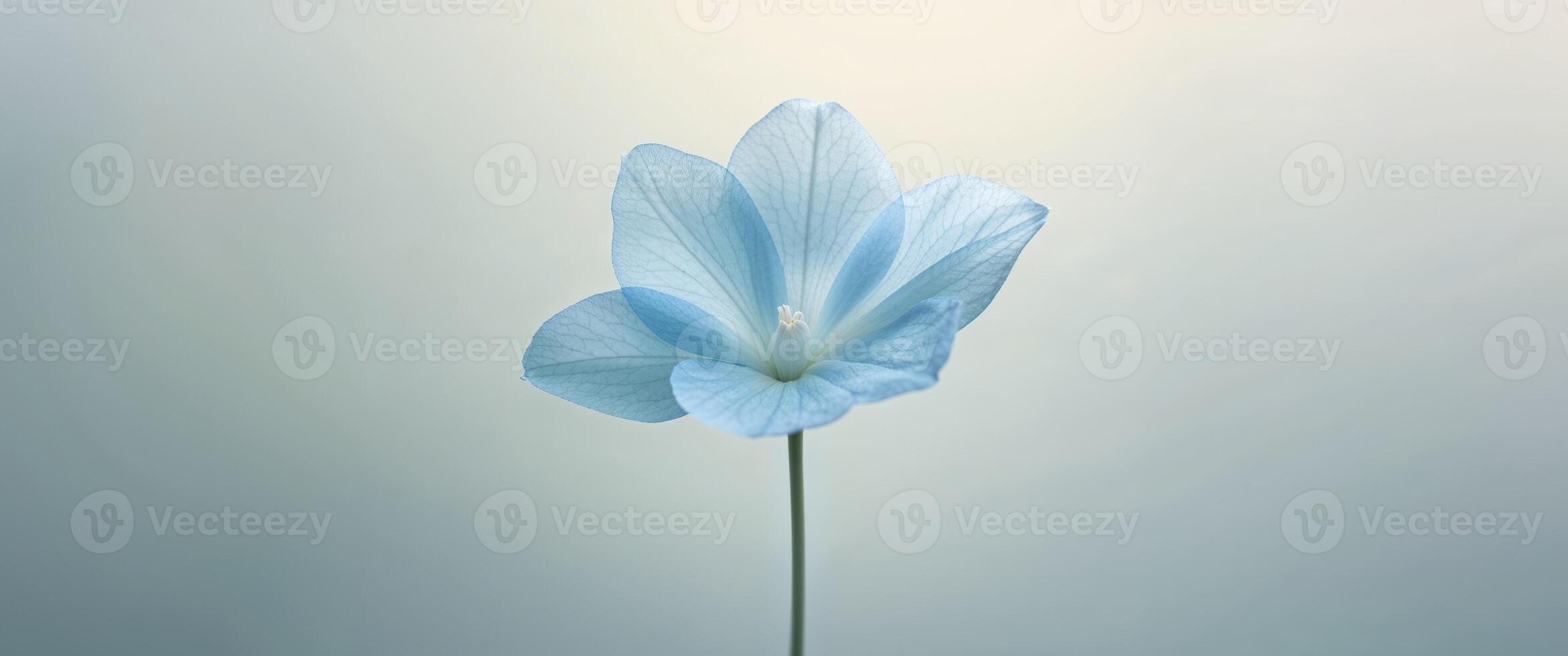 A single blue flower is shown in front of a gray background photo