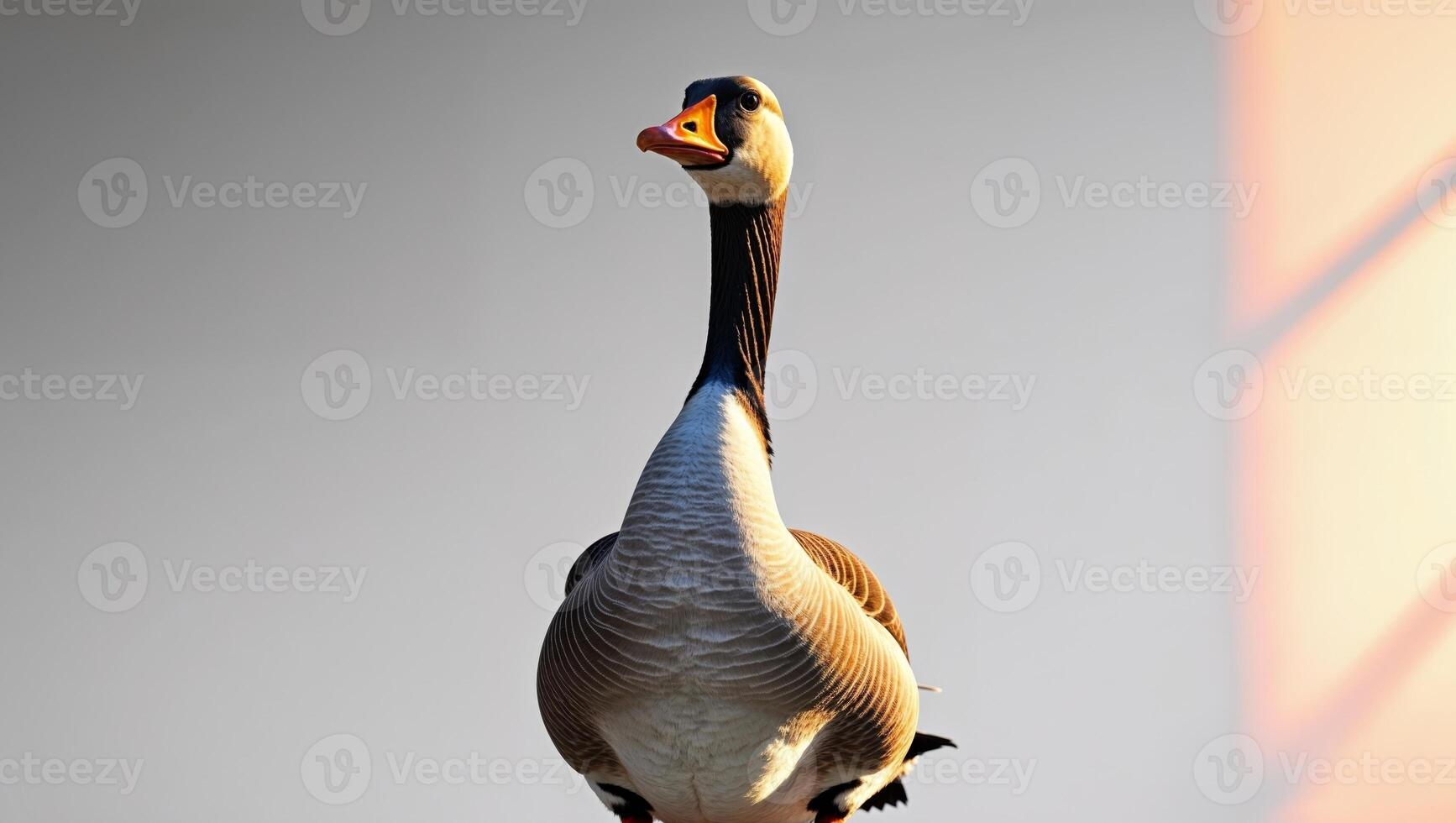 A goose standing on a ledge with a window behind it photo