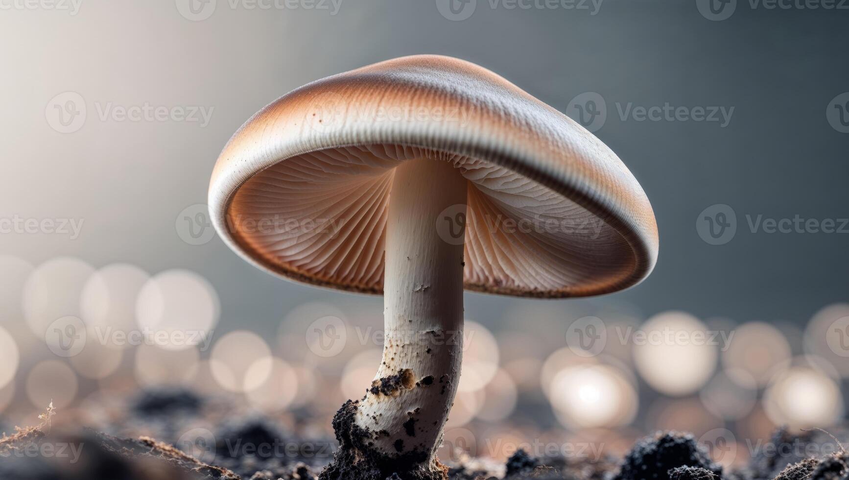 A mushroom is standing in the dirt photo