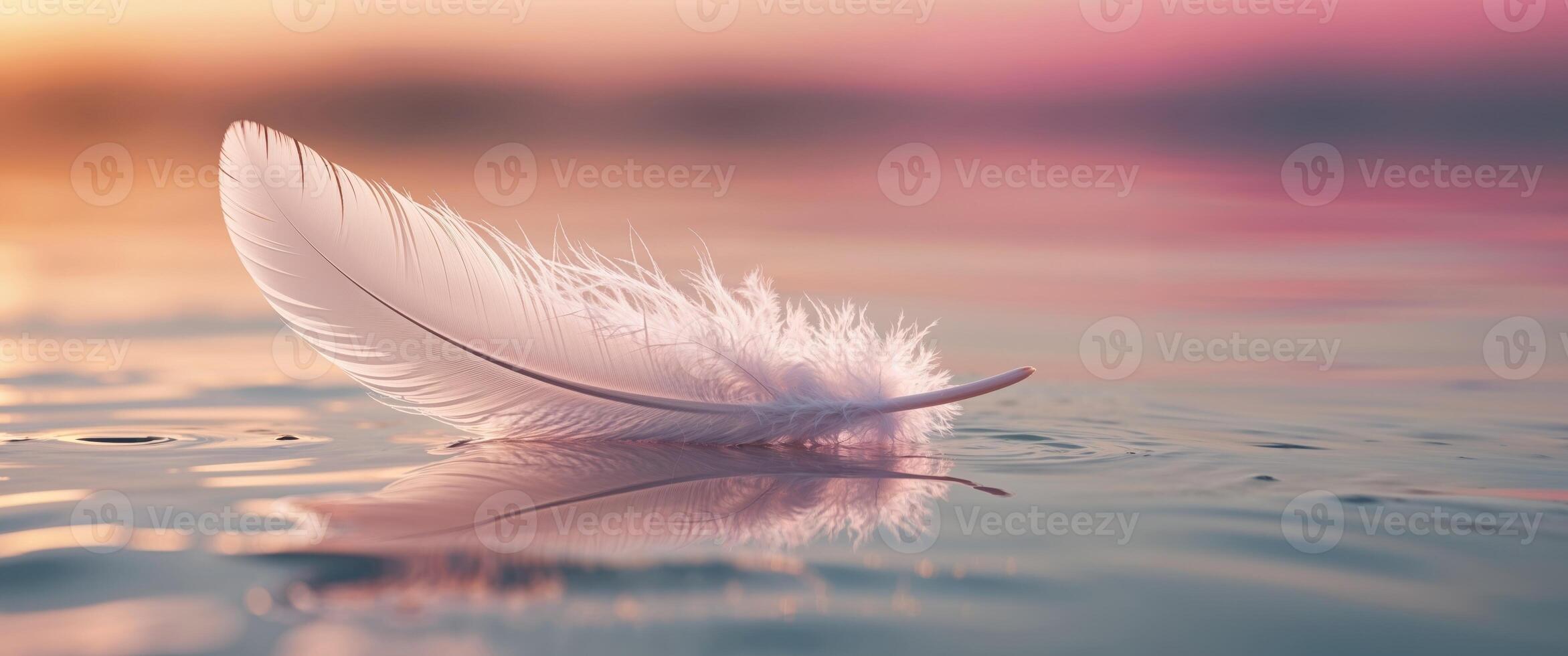 A white feather floating in water at sunset photo