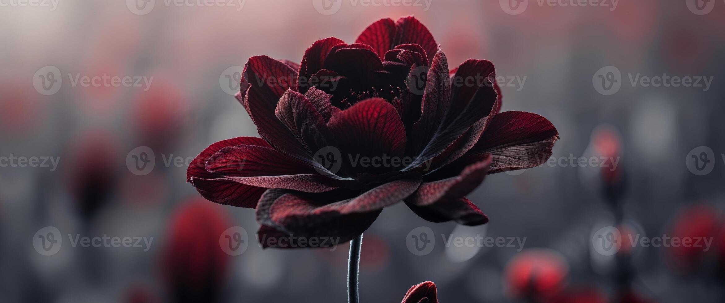 Stunning Dark Red Flower Bloom Close Up Macro Shot Botanical Image photo