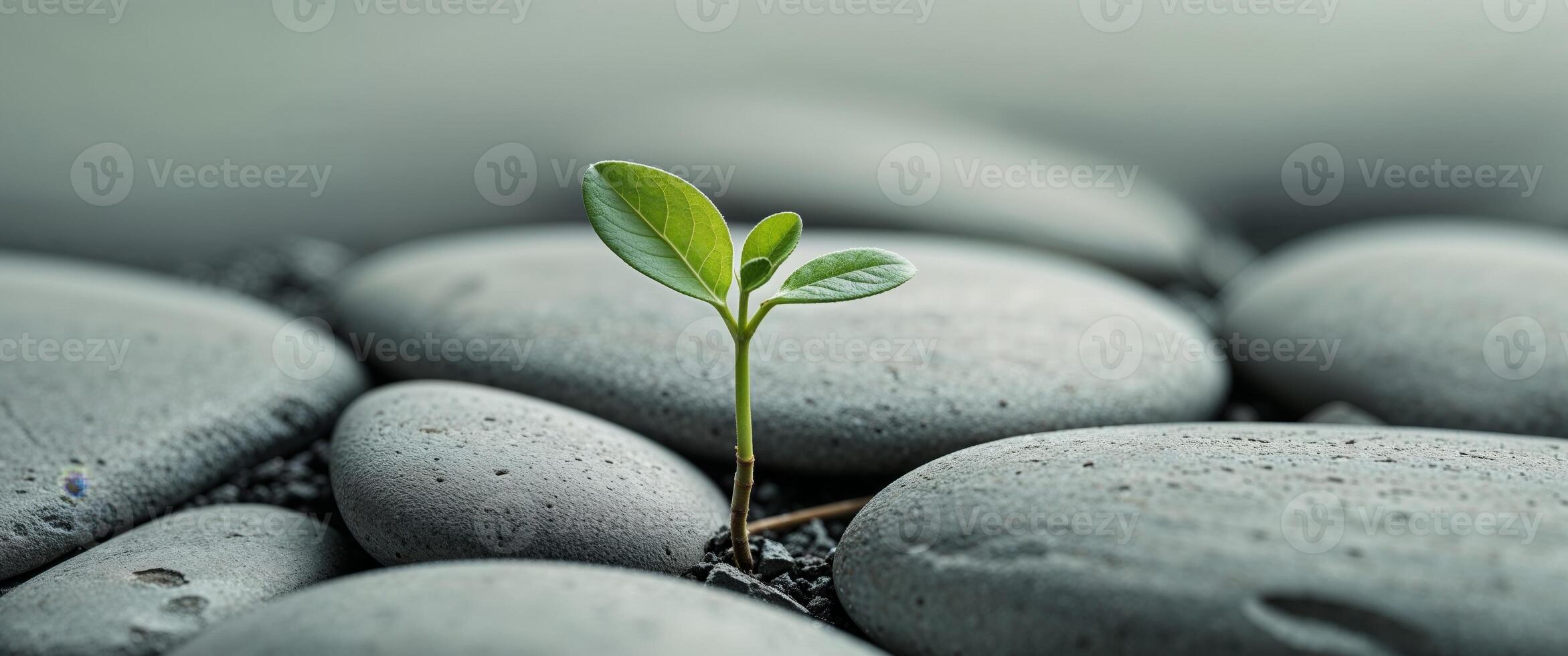 Small Green Sprout Growing Among Smooth Gray Stones Close Up Symbolizing Growth and Resilience photo