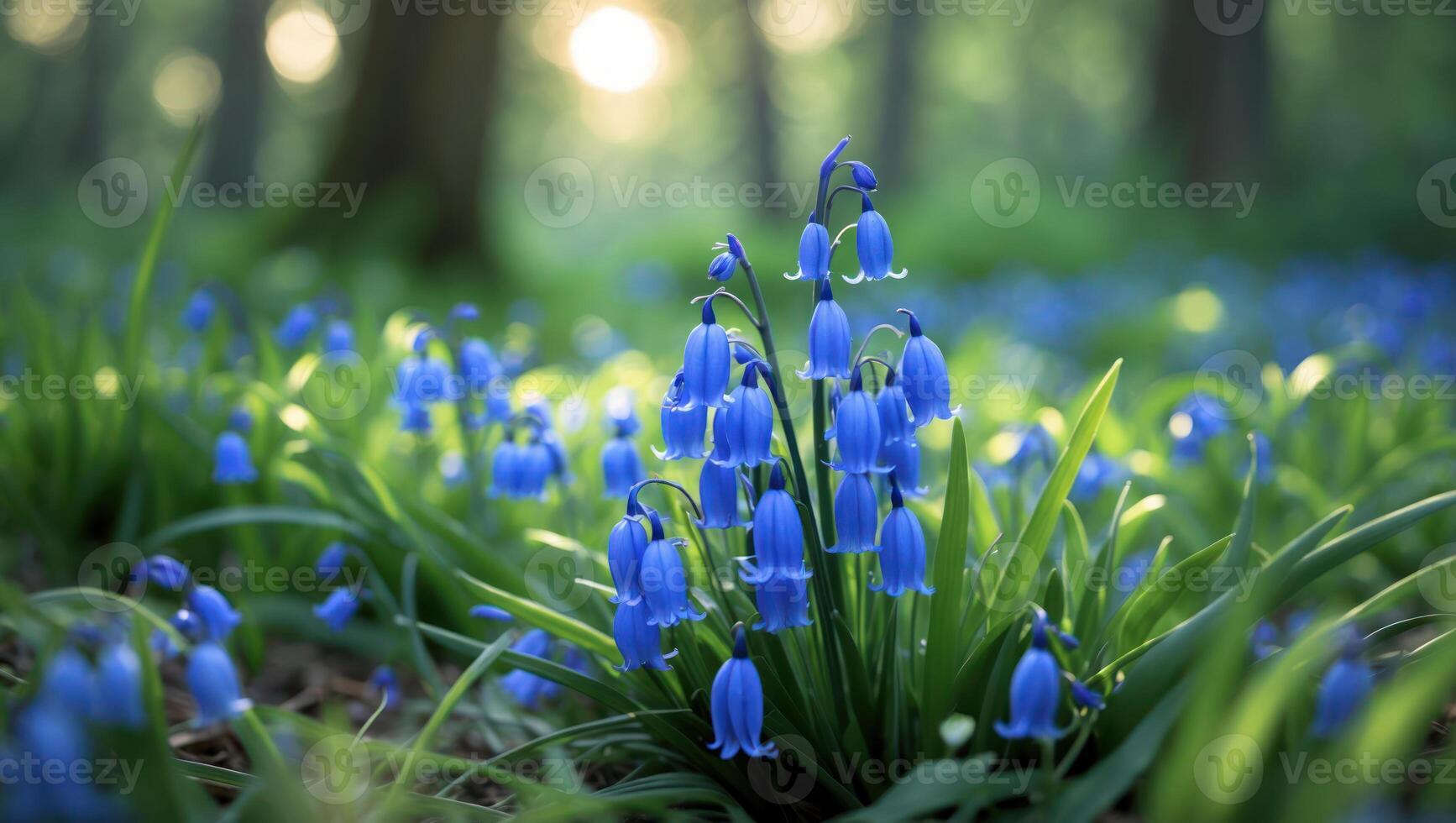 Bluebells Blooming in a Forest with Sunlight photo