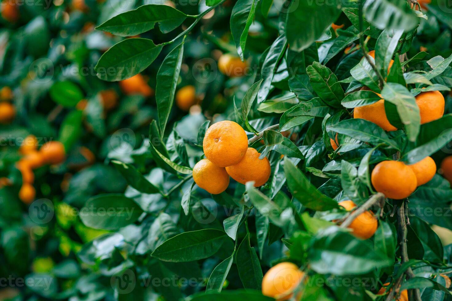 Lush Citrus Tree with Ripe Oranges on Green Foliage photo