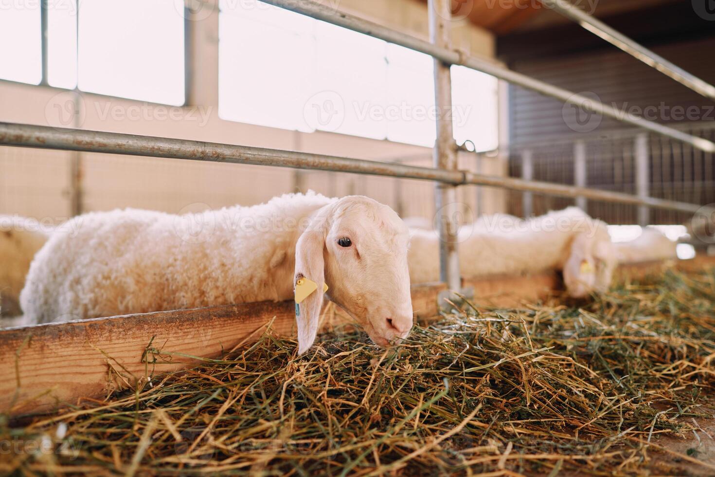 White curly sheep eating hay leaning out from behind a fence in a farm photo