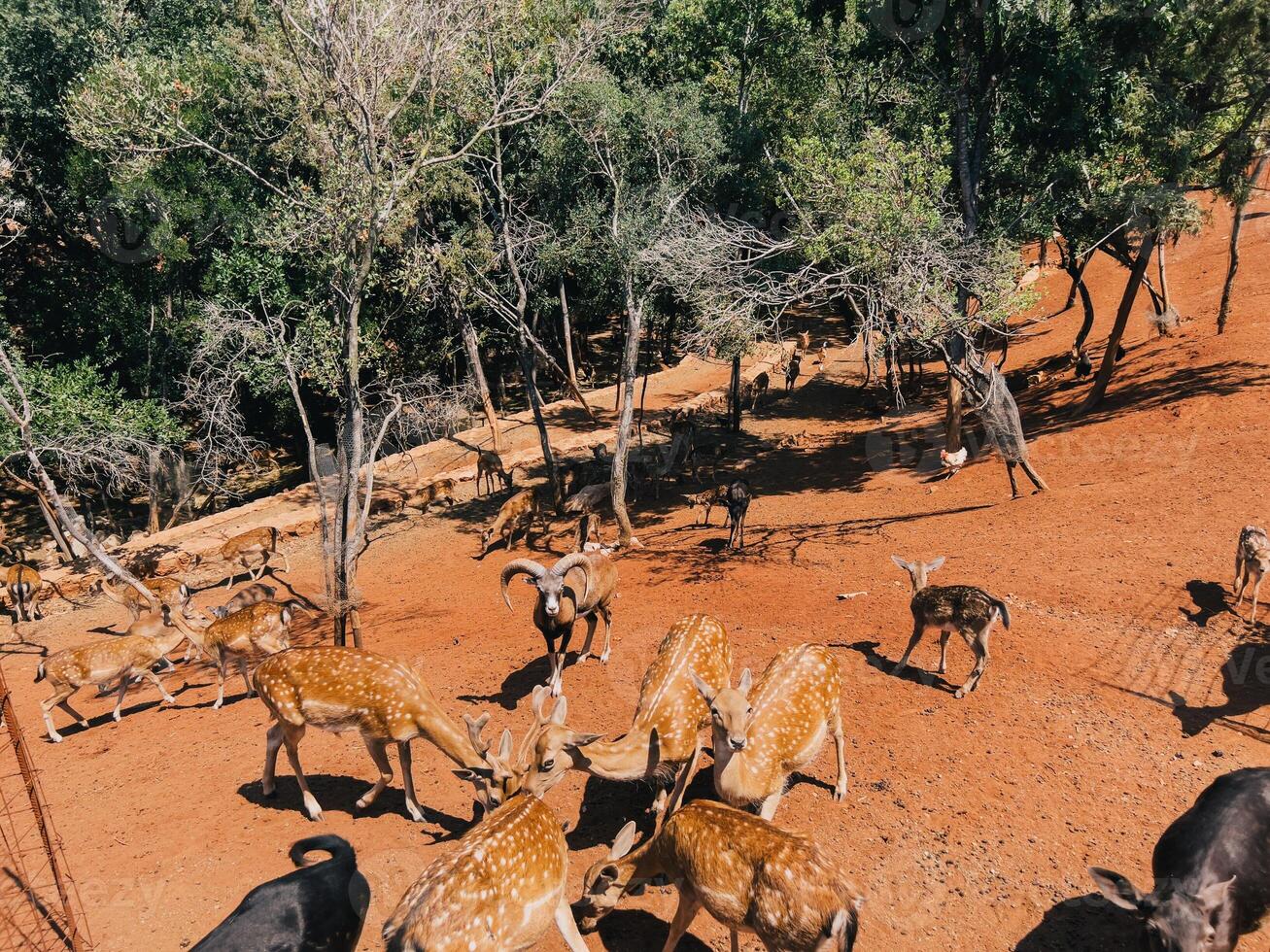 Spotted deer with rams graze on red soil among green trees photo