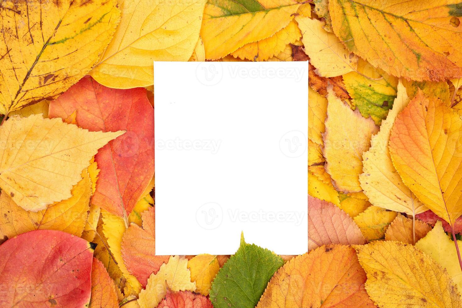 Vertical blank sheet partially covered from below lies against the background of yellow leaves photo