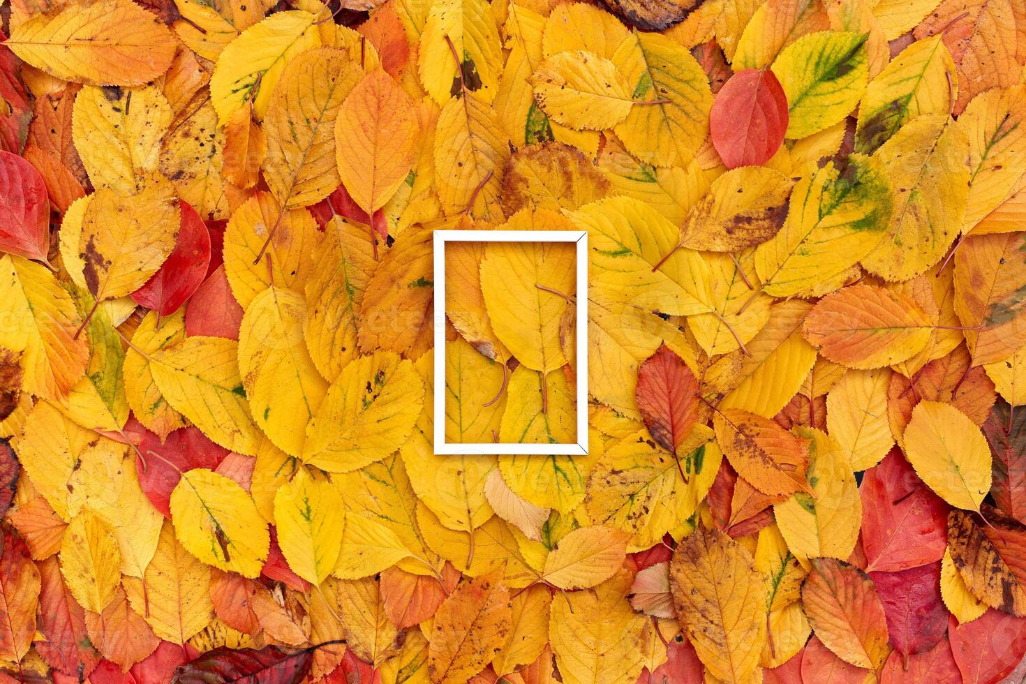 Thin white rectangular hollow frame on yellow autumn leaves photo