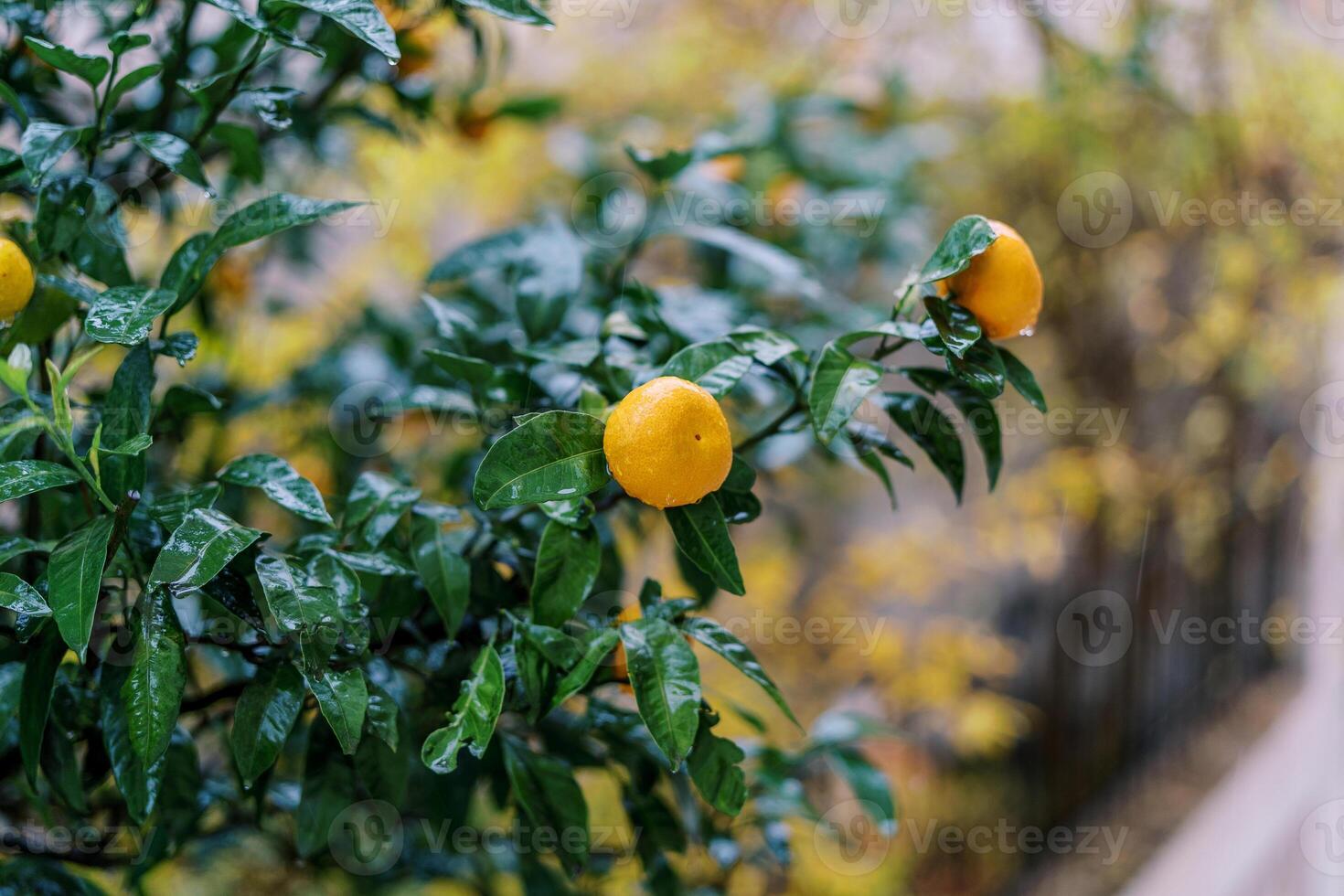 Raindrops on a tangerine tree in a garden with ripe fruits photo