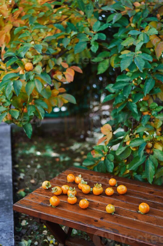 Ripe persimmon fruits are scattered on a wooden table next to a tree photo