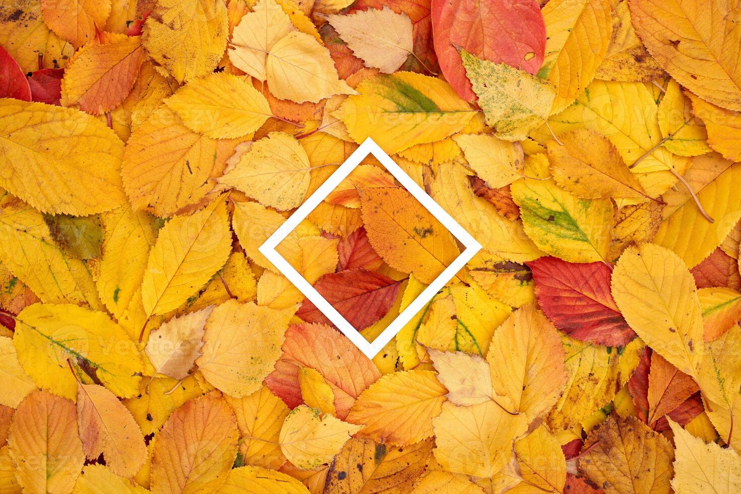 Thin rhombic hollow frame lies on top of the fallen leaves photo