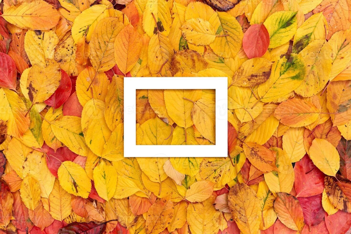 Thick white rectangular horizontal hollow frame on yellow autumn leaves photo