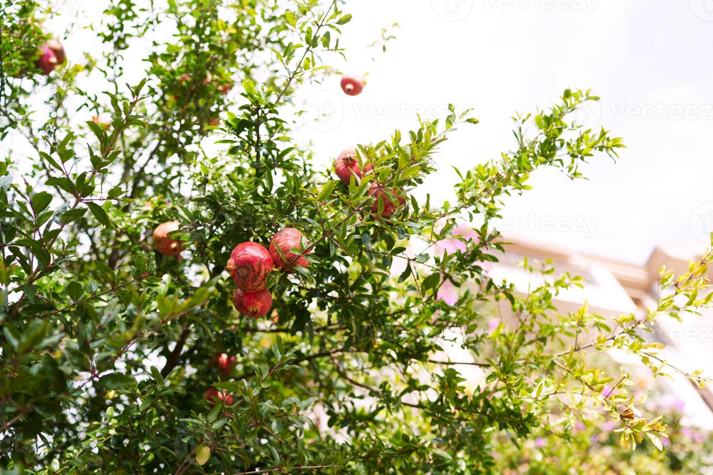 Red ripe pomegranates hang from the green branches of a tree in the garden photo